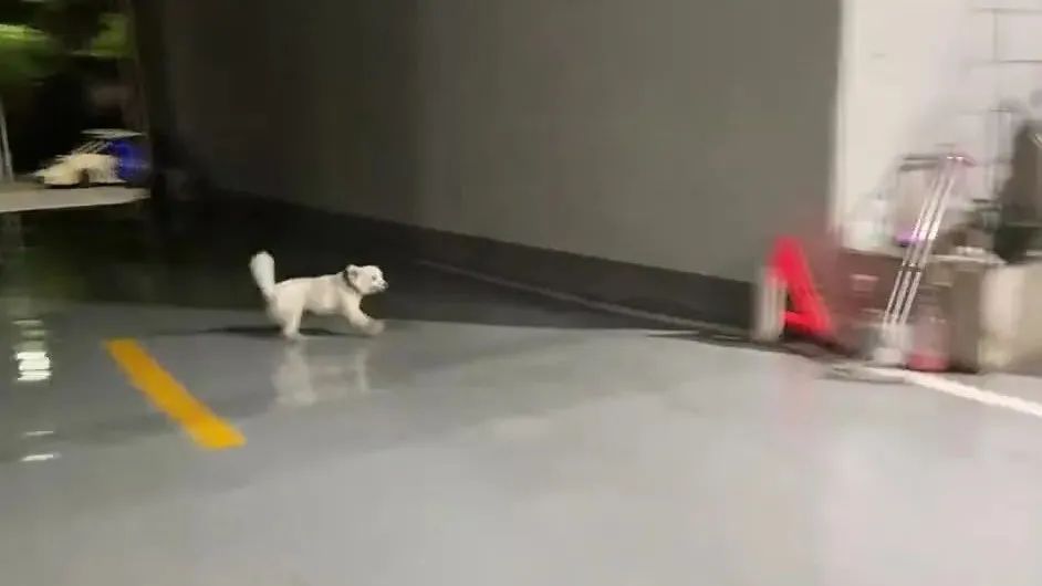 论ABS的重要性，狗狗演示刹死和点刹的区别，刹不住，根本刹不住